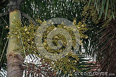 Coconut appears with flowers and fruits at the same time, the aroma and scenery are pleasing! Â  Stock Photo